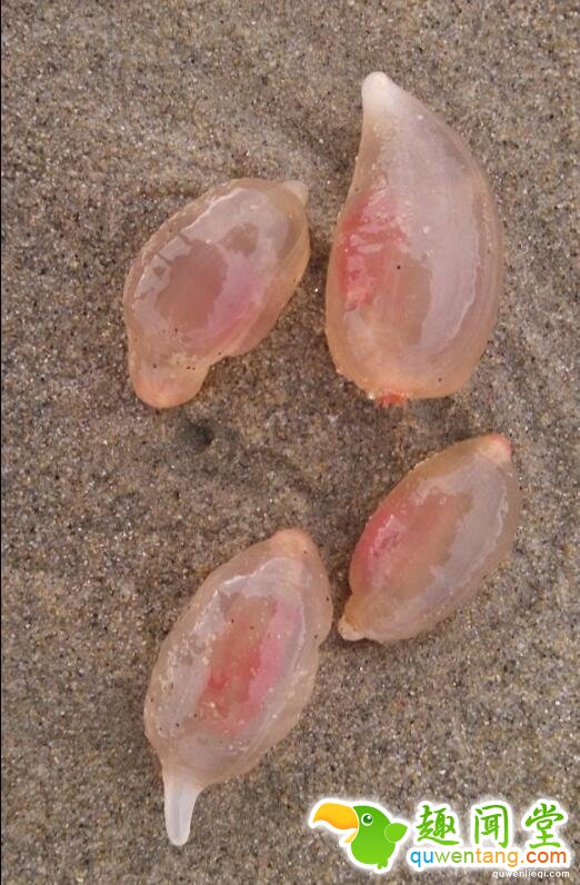 数千神秘海洋生物突然现身美国：这到底是啥？