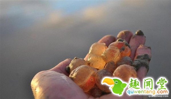 数千神秘海洋生物突然现身美国：这到底是啥？