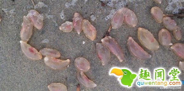数千神秘海洋生物突然现身美国：这到底是啥？