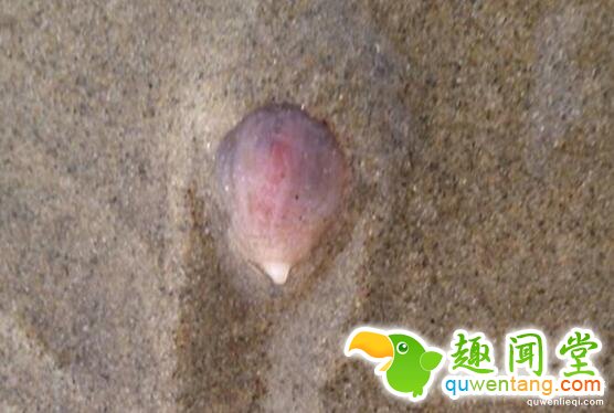 数千神秘海洋生物突然现身美国：这到底是啥？