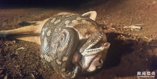 万万没想到！狐狸欲捕食蟒蛇却被蟒蛇缠死