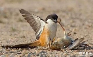 中国最猛的鸟类没有之一 它是名副其实的