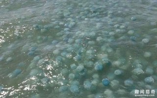 男子出海时看到一大群漂浮的蓝色神秘生物