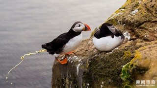 鸟屎能阻止暖化？学者：粪便能替北极降温