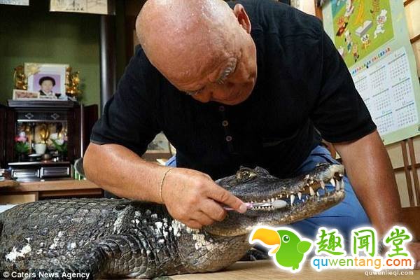 随着凯门的体型越长越大，信光专门为它在家门前建造了一个浴缸。每次洗澡时，凯门都非常兴奋，就像孩子一样肆意玩水，经常弄湿信光的衣服。