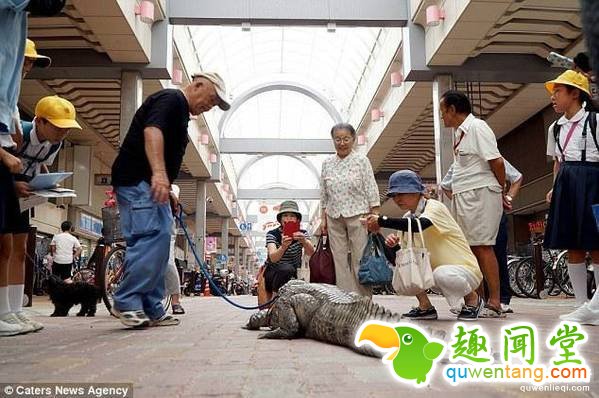 对于与肉食类动物同床共寝这事，信光也承认“感觉很微妙”。他还说，由于凯门的不安分，他们家每年都要更换传统的滑动纸门。