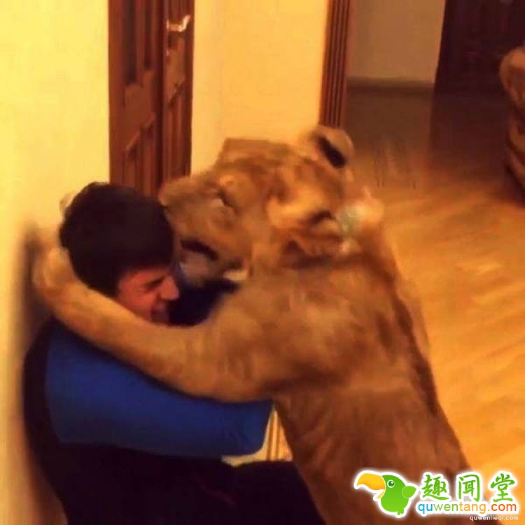 摔跤手找不到训练对象，于是养了只狮子当对手