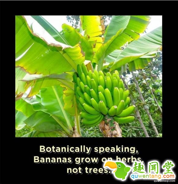 15个让你瞬间觉得自己是外星人的「吓死人地球冷知识」。#11英文也有象形文字!