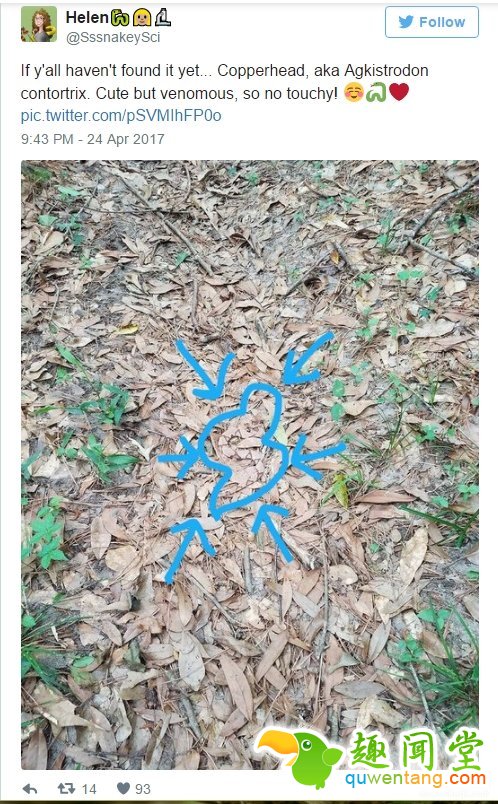 图中竟然藏了一条蛇：网友找疯了