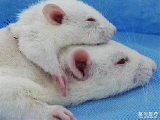 老鼠“换头”手术成功！下一个“换头”的