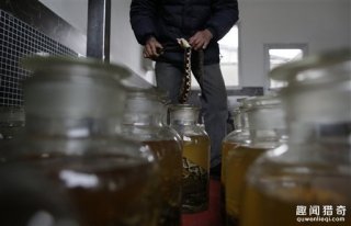 眼镜蛇泡酒1个月复活　男子开封后惨遭咬
