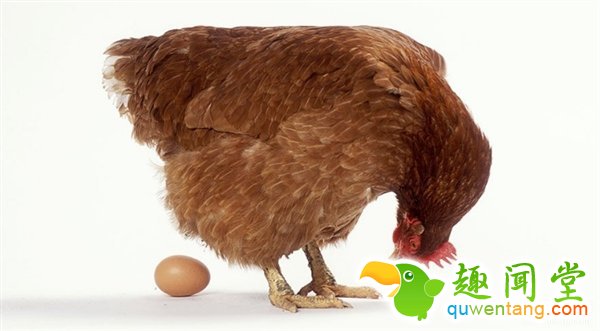 人坐在鸡蛋上能孵出小鸡吗？这个男人做到了！