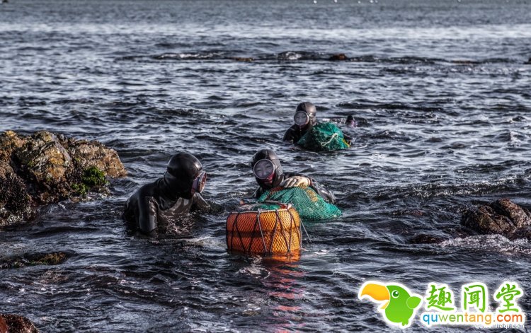 现实版美人鱼平均年龄70岁，你吃的美味都出自她们之手