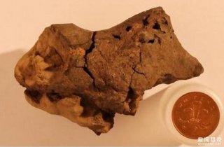 惊奇！科学家们发现1.3亿年前的恐龙脑化石！