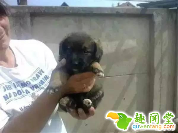 黑背为了守护宝宝和主人，在墓碑下挖了一个洞穴