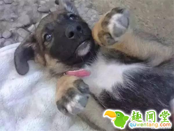 黑背为了守护宝宝和主人，在墓碑下挖了一个洞穴