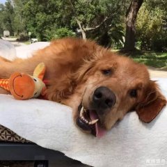 狗狗临终前坐上定制专车,爱竟让癌症奇迹