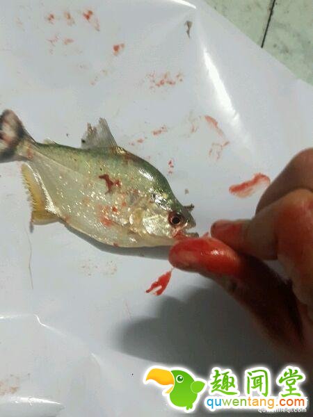 他把食人鱼当宠物鱼养 被咬一口才知道厉害！ 第4张图片