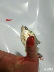 他把食人鱼当宠物鱼养，被咬一口才知道厉