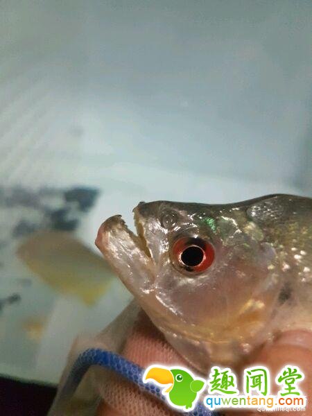 他把食人鱼当宠物鱼养 被咬一口才知道厉害！ 第6张图片