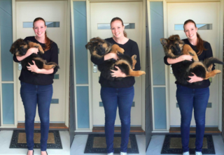 萌爆了！澳洲情侣拍照记录德牧大萌宝的成