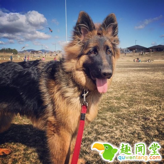 萌爆了！澳洲情侣拍照记录德牧大萌宝的成长