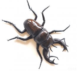 巧克力被做成这样，你还敢吃吗？