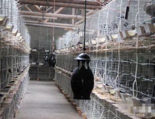 农民发明光谱灭蚊器一晚捉1斤 怎么做到的