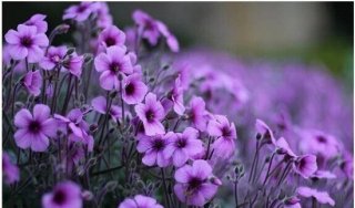 让你看透生活明白爱情的10句话