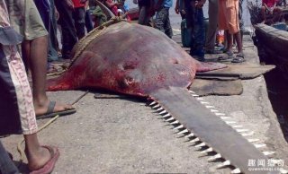 难道是怪物？渔民捕捉到一只罕见生物，体