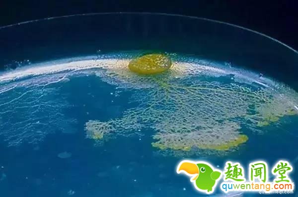 头部长有生殖器的鱼类