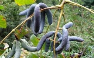 颜色奇异似尸体的神农架野香蕉 你敢吃吗