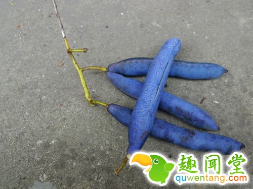 像尸体颜色一般的香蕉 你敢吃吗？