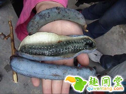 像尸体颜色一般的香蕉 你敢吃吗？