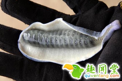 像尸体颜色一般的香蕉 你敢吃吗？