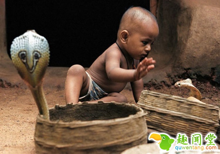 厉害了我的哥，印度老头常年表演被眼镜蛇咬舌头