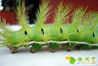 见到这种毛毛虫千万不要碰它，不然可能会