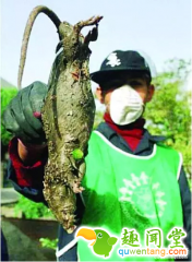 日本核辐射并未结束，动植物畸变出现双头