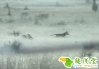 不可思议！澳大利亚已灭绝塔斯马尼亚虎重