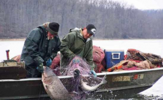 美国花180亿美元治理鲤鱼，网友称不如包往