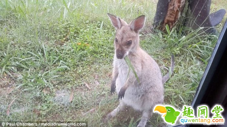 澳大利亚一对夫妻，用集装箱给自己造了栋房