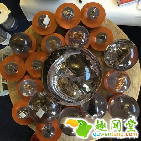 粪便博物馆刚半干的牛粪被人偷走 居然还有人偷屎！ 第2张图片