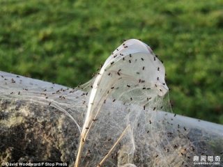 英国绵羊农场上万的“蜘蛛雨”席卷 场面