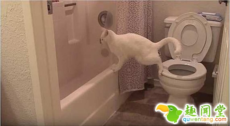 【萌宠】洁癖喵星人模仿主人上厕所，不料“黄金”却掉到地上了！