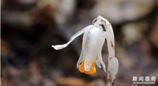 真是不可思议！传说中的冥界之花原来长这