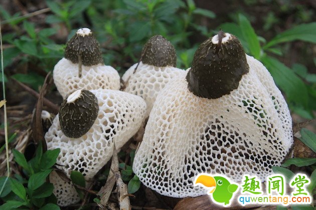 7种雾霾天能救命的蔬菜| jiaren.org