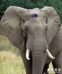 女子独自驾车遇上大象阻