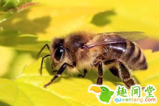 昆虫学家亲身体验被虫子咬，这描述令人头皮发麻