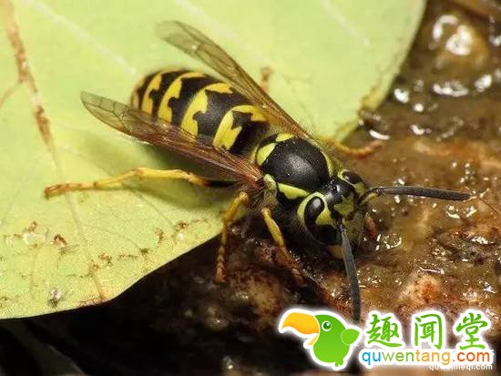 昆虫学家亲身体验被虫子咬，这描述令人头皮发麻