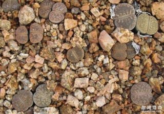 一种只有在非洲才能见到